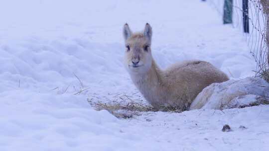 雪中的黄羊 蒙古原羚视频素材模板下载
