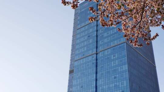 春天有樱花的商务写字楼玻璃幕墙