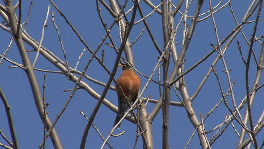 春天知更鸟在枝头上鸣叫特写镜头