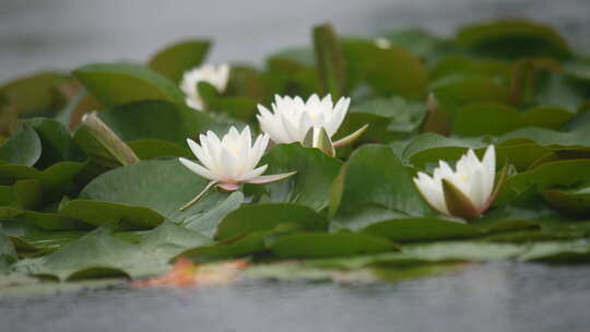 雨中水莲 莲花 睡莲 水莲