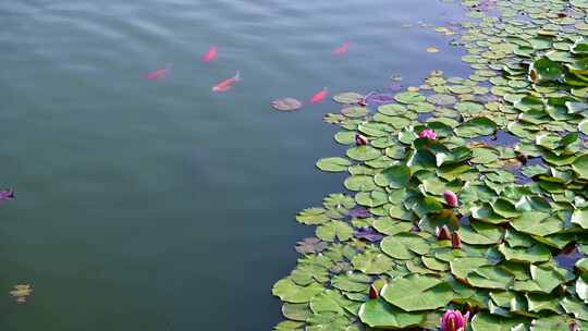 夏天池塘里盛开的睡莲在水流下摇动