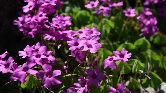 美丽的紫色的小花朵铁线莲