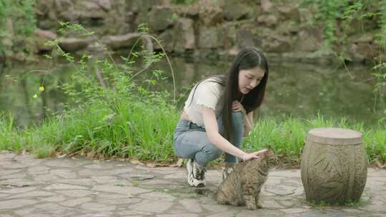 猫咪 流浪猫宠物公园秋天夏天春天树林