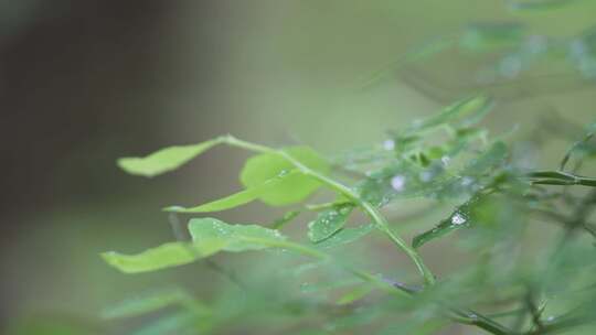 树叶、植物、露水、水滴