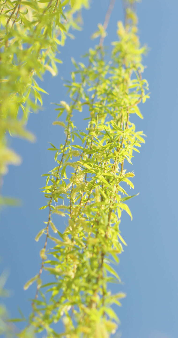 春天刚刚发芽的柳枝