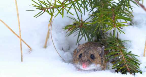 沙鼠、巢穴、雪、老鼠