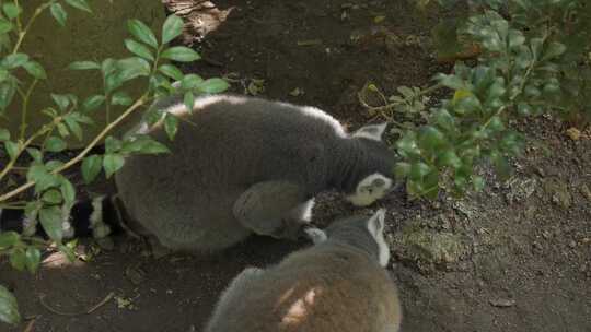 两只浣熊在扒地找吃的