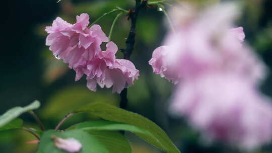 雨后的春花和绿叶·3