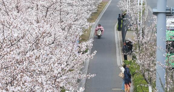 清晨樱花盛开时节苏州城市道路樱花大道美景