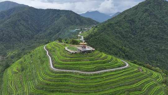 西藏墨脱县背崩乡格林村高山茶园风光航拍