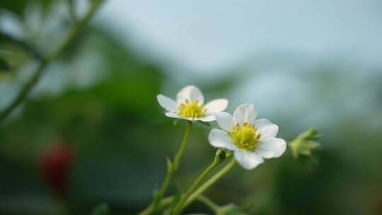 农民田间劳动种植蔬菜蔬菜大棚里的蔬菜草莓