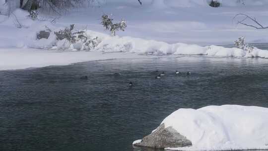 冬季喀纳斯晨雾雪蘑菇雾凇冰河野鸭雪山森林