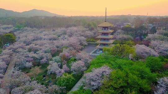 武汉东湖樱花园春天五重塔日出朝霞航拍