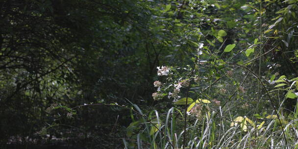 户外 野外 植物 自然 绿色 桂花 秋天叶子