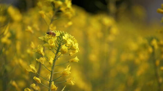 蜜蜂在油菜花中采蜜