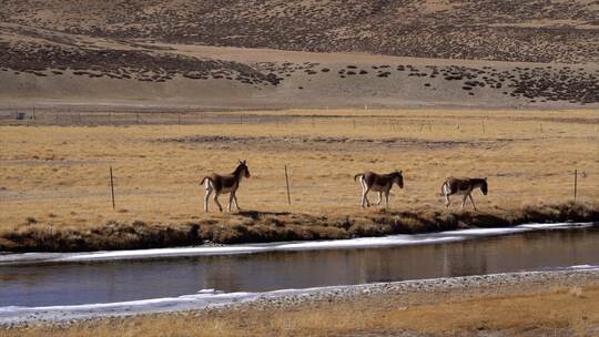 西藏藏野驴