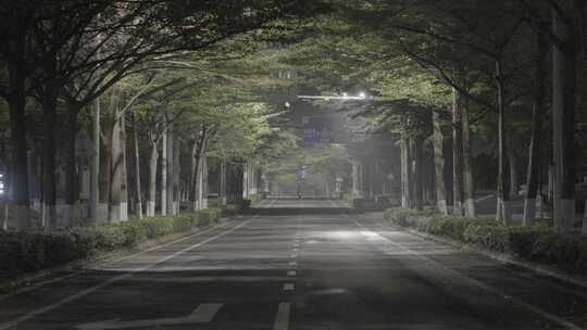 一条被树包围的街道