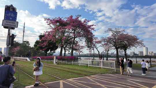 中国广东省广州市海珠区琶洲会展中心异木棉