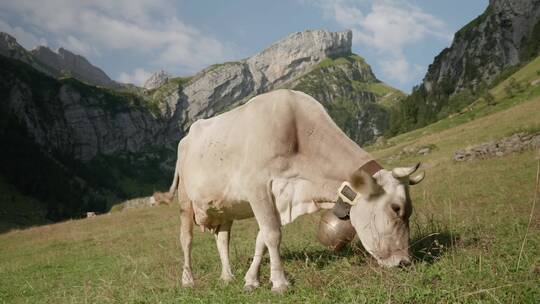 山脚下吃草的奶牛  