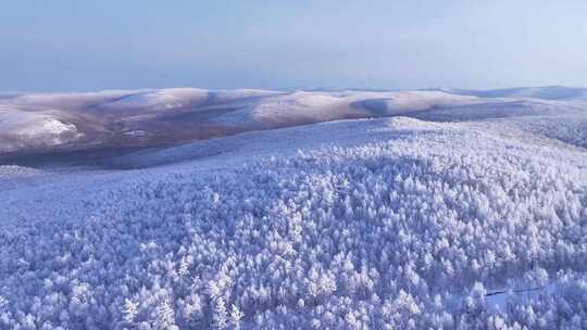 内蒙古大兴安岭雪森林250104 (2)