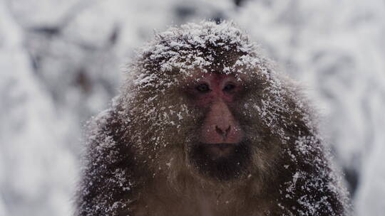雪中的猴子