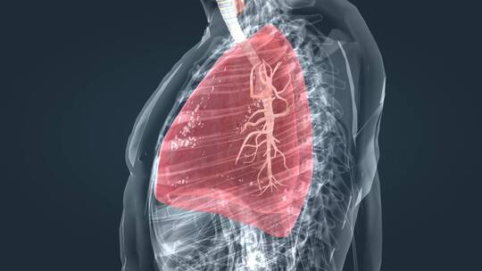 肺呼吸深呼吸支气管上呼吸道感染三维动画