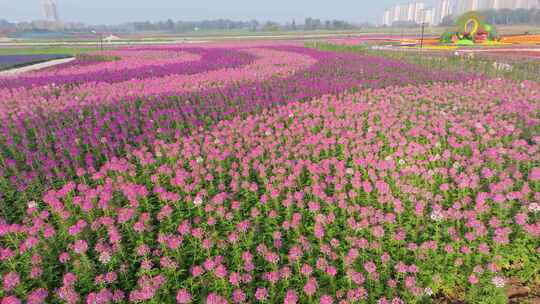 航拍花海醉蝶花未来影像