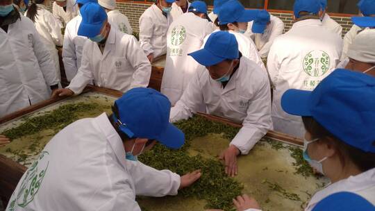 名茶湖北恩施州非遗技艺手工茶玉露茶蒸青茶