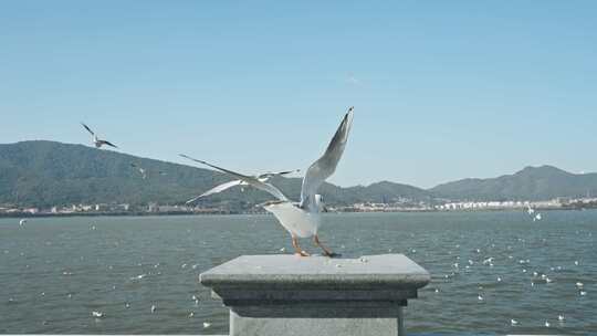 红嘴鸥海鸥昆明