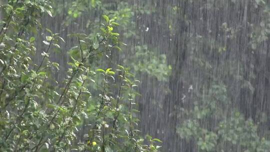 森林里的大雨