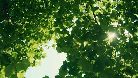 夏日唯美阳光树梢树叶视频素材模板下载