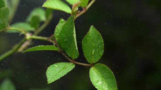 绵绵春雨中腊梅树嫩叶上水珠水滴唯美视频