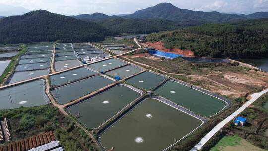 渔场 养殖鱼 生态鱼养殖基地