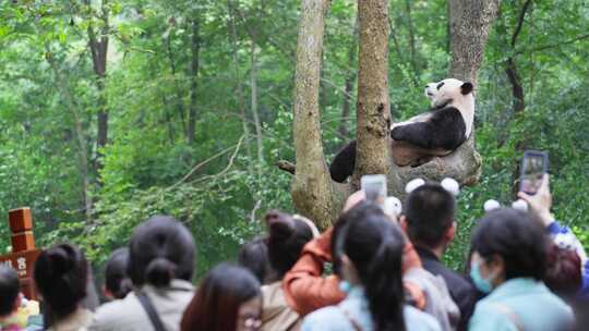 成都大熊猫基地游客拿手机拍摄树上的大熊猫