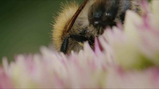 Carder Bee，昆虫，授粉，石杉