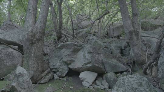 夏季深山里的植物和风景LOG