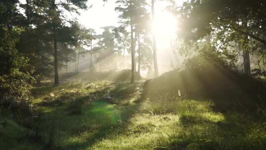 清晨阳光透过森林
