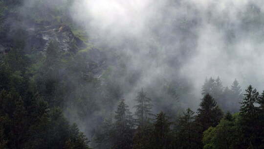 瑞士松树覆盖山谷的雨天