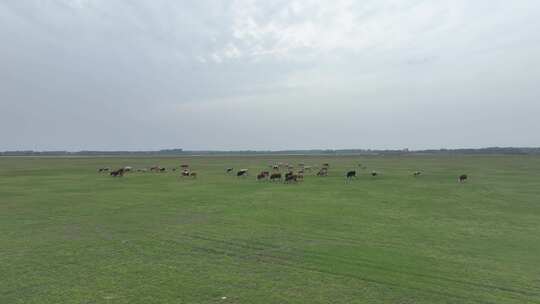 草原、牛群、蓝天、白云