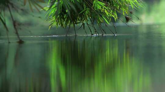 在水边的竹子倒映在水里唯美空镜素材