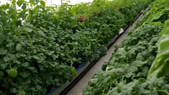 温室大棚蔬菜种植场景