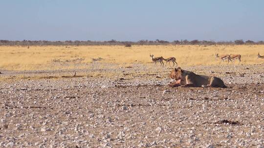 两只雌狮坐在非洲的大草原上视频素材模板下载
