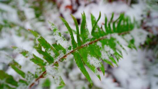 森林中蕨类植物叶子上的雪