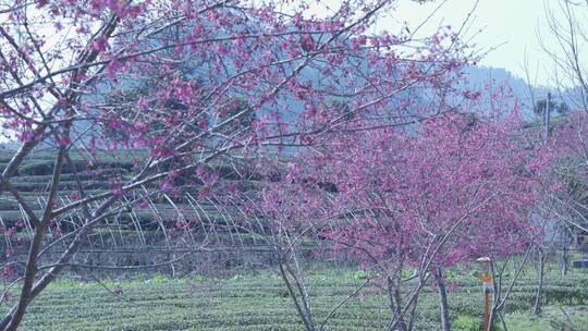 樱花蜜蜂采花和茶园风光