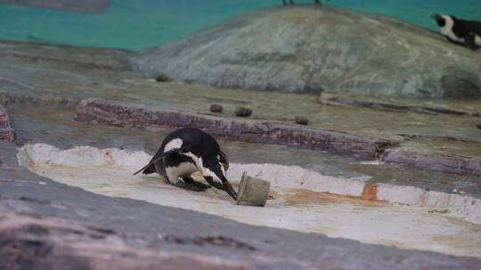 斑嘴环企鹅在动物园中玩耍