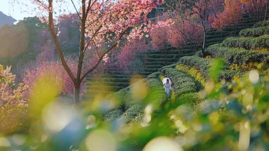 大理无量山樱花谷