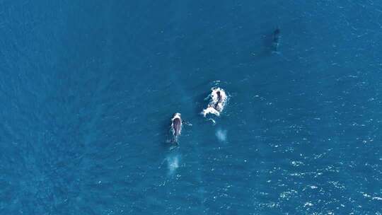 航拍大海海豚游泳玩乐嬉戏