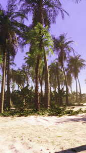 热带天堂海滩，棕榈树和清澈的海水