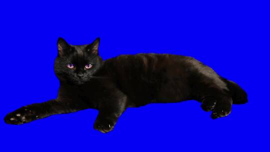 一只漂亮的黑猫被孤立了。