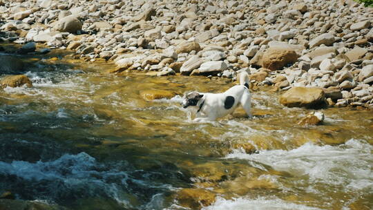 小狗试图穿过河水